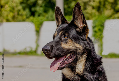 Portrait of a beautiful German shepherd dog.