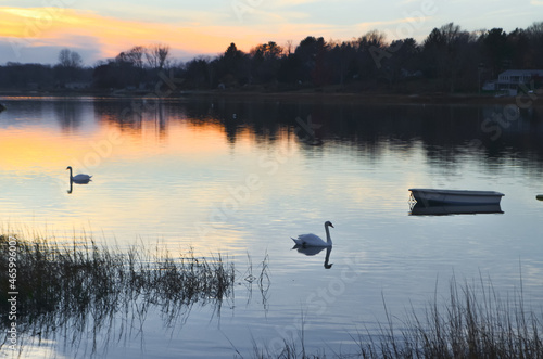 Mute swans floating in the late autumn sunset afterglow. Setauket Harbor, Long Island, New York. Copy space.