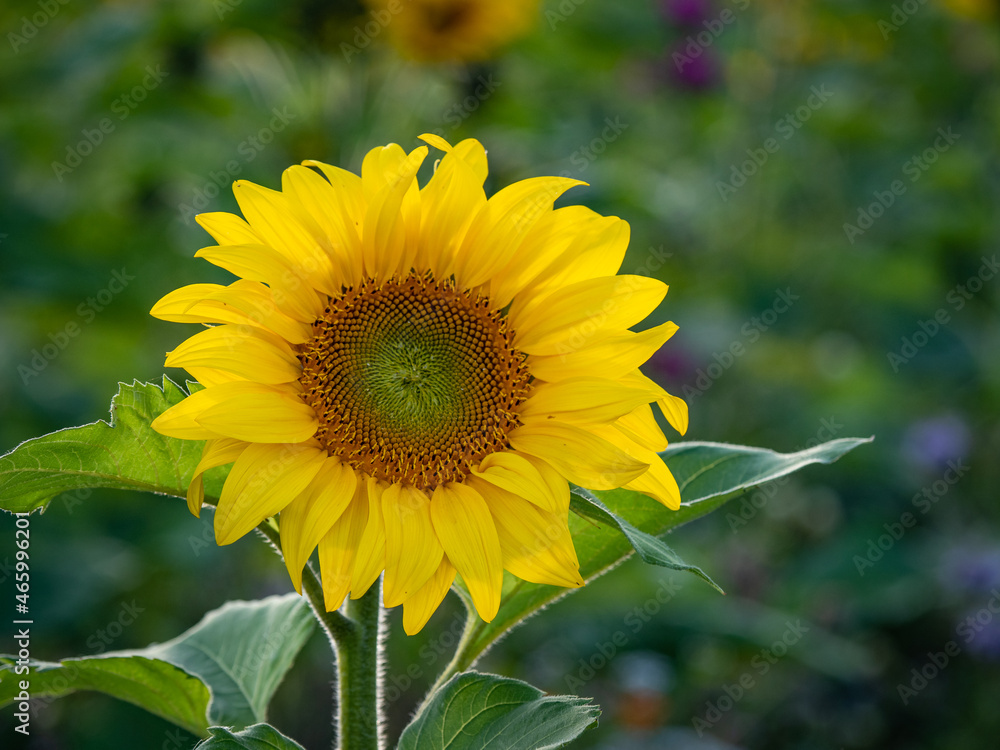 sunflowers on the field in sunshine sunflowers on the field in sunshine