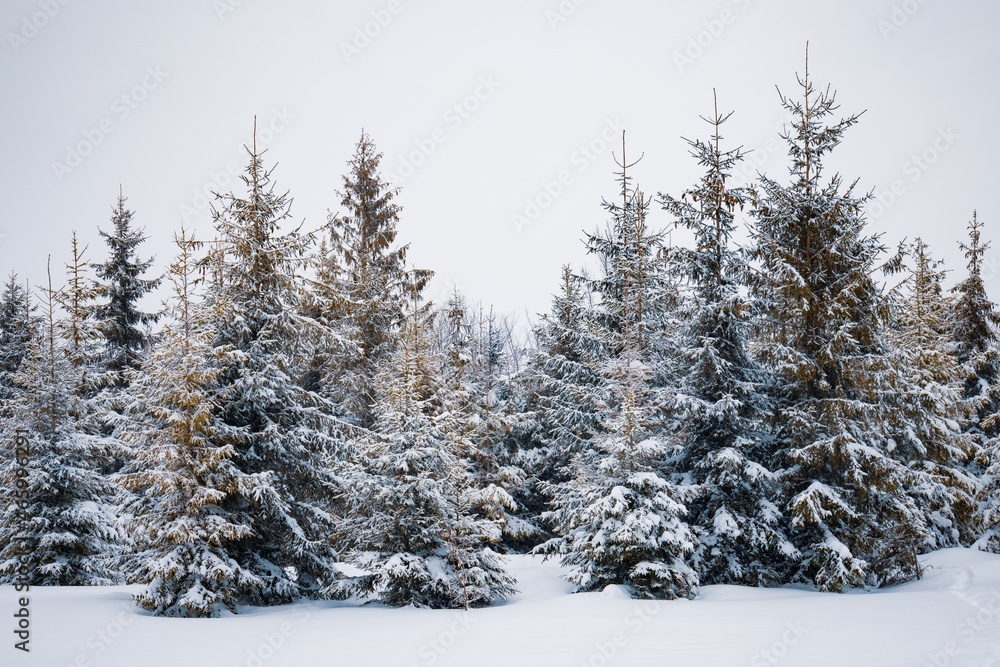 Harsh winter landscape beautiful snowy fir trees Harsh winter landscape beautiful snowy fir trees
