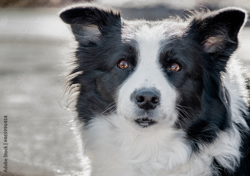 Shot of a 7-year-old female, black and white border collie taking an afternoon rest at a rest area on the Tomei Expressway in Shizuoka Prefecture, Japan.