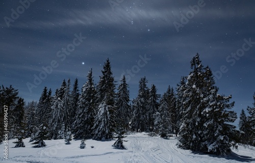 Mesmerizing night landscape winter snowy fir trees