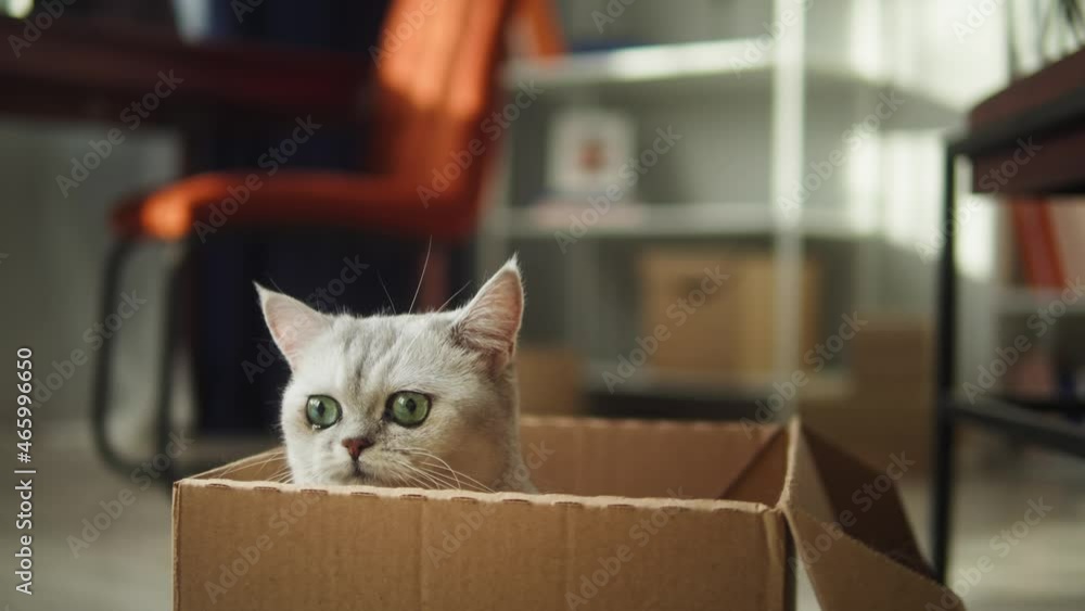 Cat sitting in cardboard box in living room. Grey kitten with big eyes close-up. Furry pedigreed pet relaxing in room. Little best friends. Keeping domestic animal at home. Cat sitting in cardboard box in living room. Grey kitten with big eyes close-up. Furry pedigreed pet relaxing in room. Little best friends. Keeping domestic animal at home.