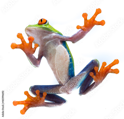 Red Eyed Tree Frog photo