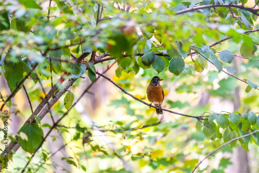 American Robin (Turdus migratorius) perching on a branch on a bright, sunny day in the summer in Michigan, USA. American Robin (Turdus migratorius) perching on a branch on a bright, sunny day in the summer in Michigan, USA.