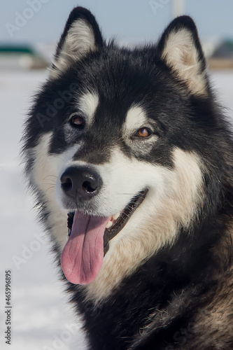 Fényképezés a beautiful dog of the Alaskan Malamute breed with an expressive look