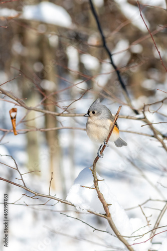 A tufted titmouse (Baeolophus bicolor) perched with a snowy background in Michigan, USA.
