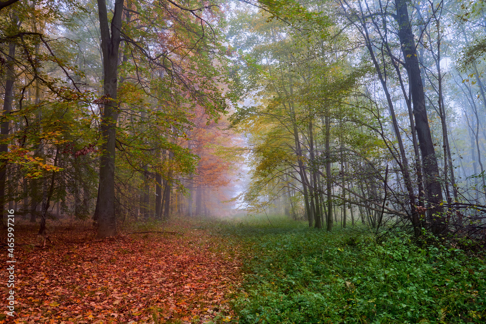 Autumn forest in fog, colorful leaves, red, yellow, green