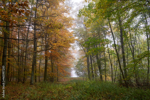 Autumn forest in fog, colorful leaves, red, yellow, green