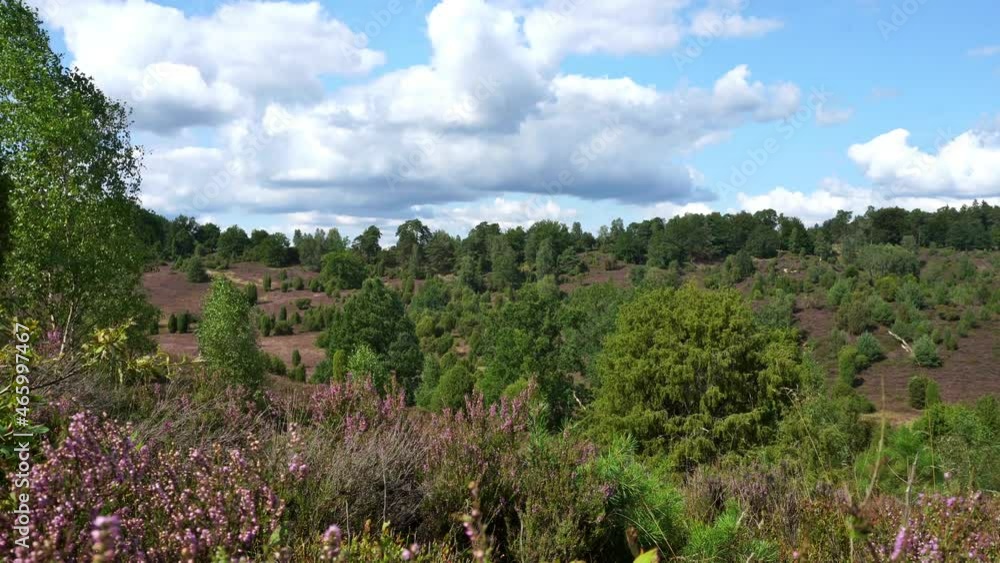 Lüneburger Heide in der Blüte im August bei Sonne mit Wolken am Himmel - Naturpark bei Lüneburg Lüneburger Heide in der Blüte im August bei Sonne mit Wolken am Himmel - Naturpark bei Lüneburg