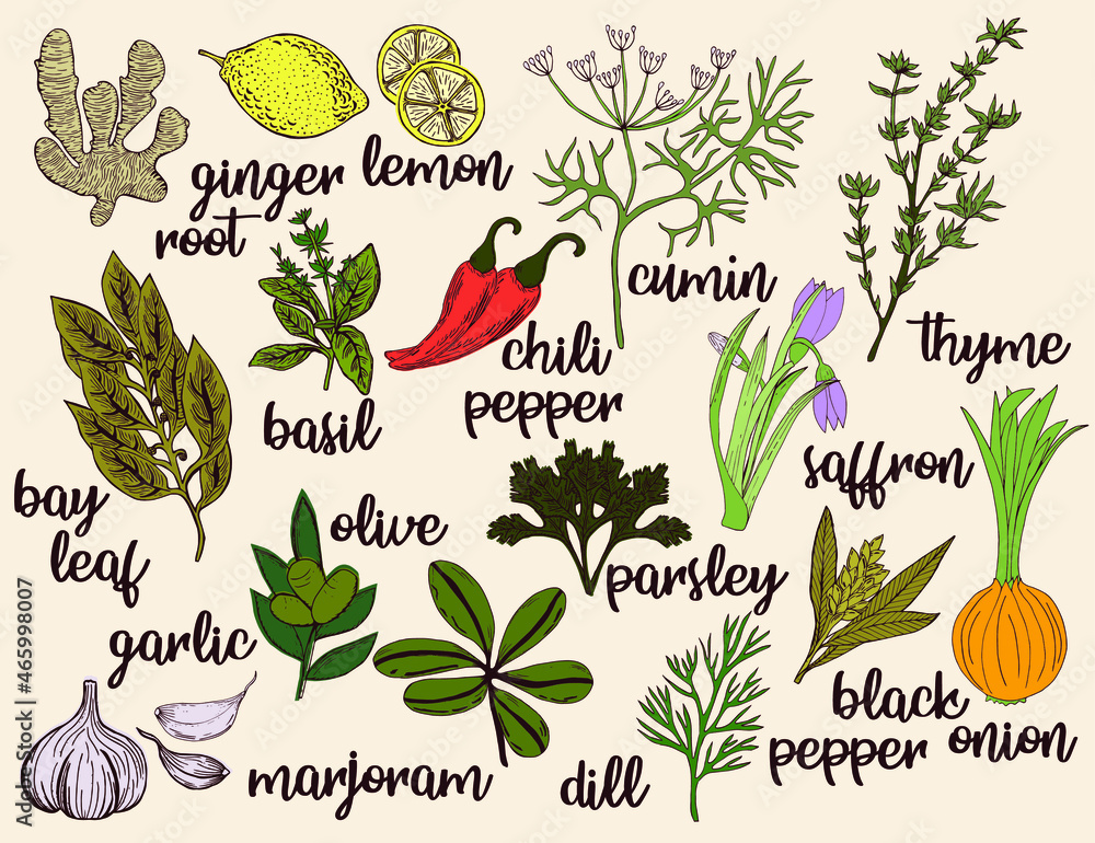 Fototapeta premium Herbs and vegatables in color