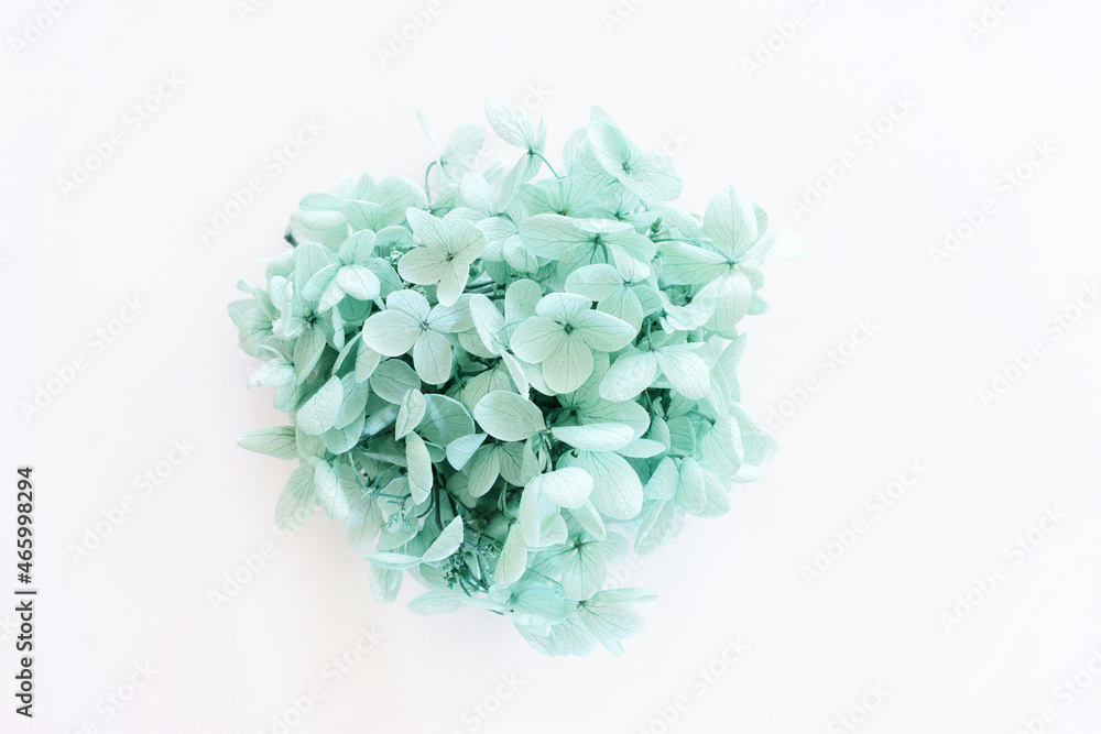 Creative image of pastel mint Hydrangea flowers on white background. Top view with copy space