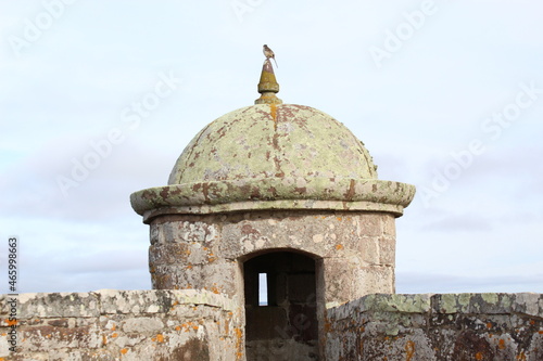 Bird in the tower