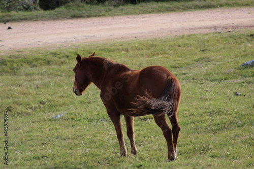 Lonely Horse