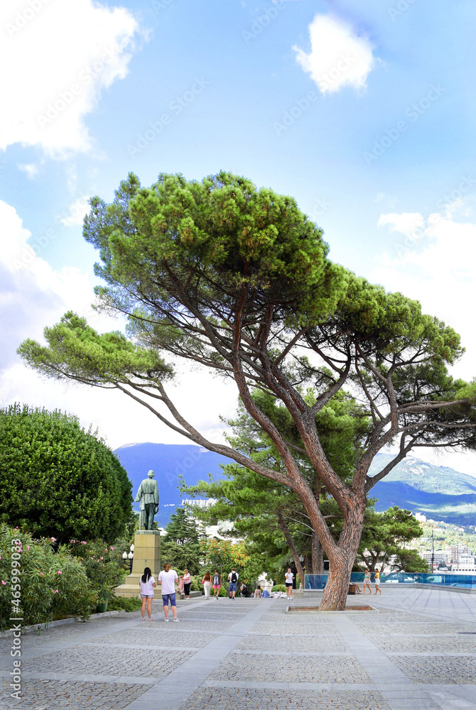 Obraz premium Tall pine tree on the embankment of the seaside town