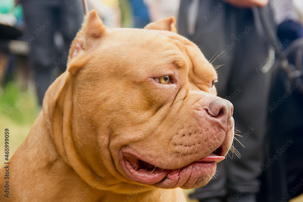 portrait of a dog breed american bully