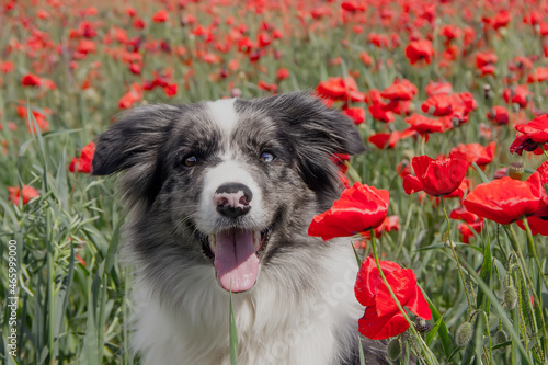 Border collie in a poppy field on a sunny day. © Andrey