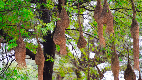 Black and white shot, Golden hour shot of the Baya Weaver bird`s nest in the Acacia tree. photo