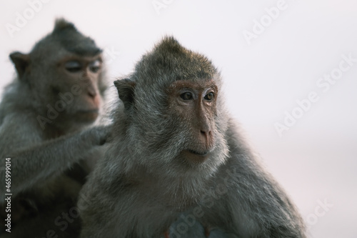Portrait of macaque monkey, Monkey sitting on fence against Bali sea, Barbary macaques of Gibraltar, monkey family, monkey family love.