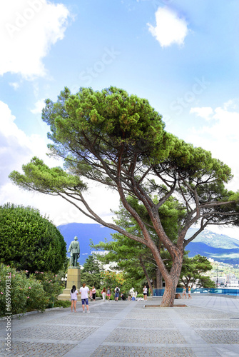 Tall pine tree on the embankment of the seaside town