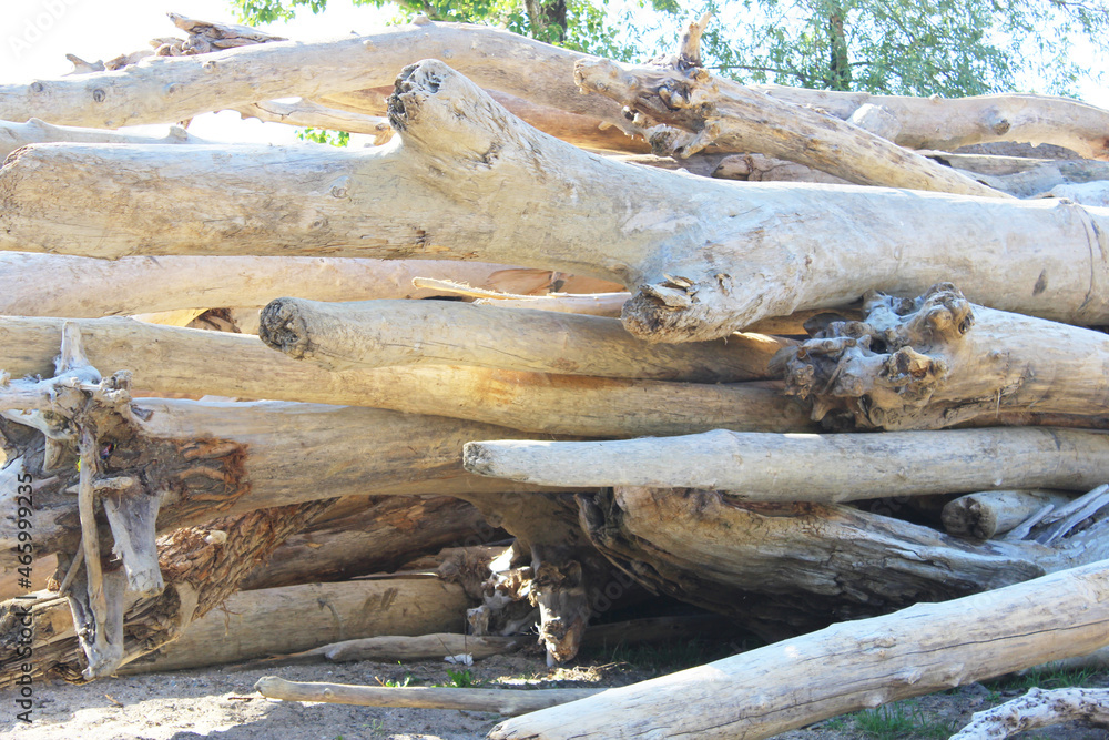 Texture of old logs. Felled logs lie sideways on a sunny day. There is a lot of old dead forest lying along the coast in the sand. old dry logs and logs are stacked. Selective focus. Background from Texture of old logs. Felled logs lie sideways on a sunny day. There is a lot of old dead forest lying along the coast in the sand. old dry logs and logs are stacked. Selective focus. Background from
