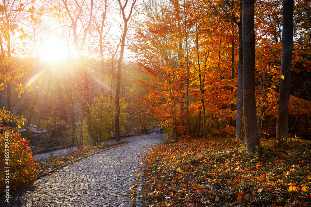 Autumn forest with yellow leaves on trees and paved stones walkway with in the fall park. Scenic autumn landscape.