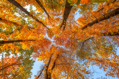 View to the sky through branches of trees, fall season outdoor background