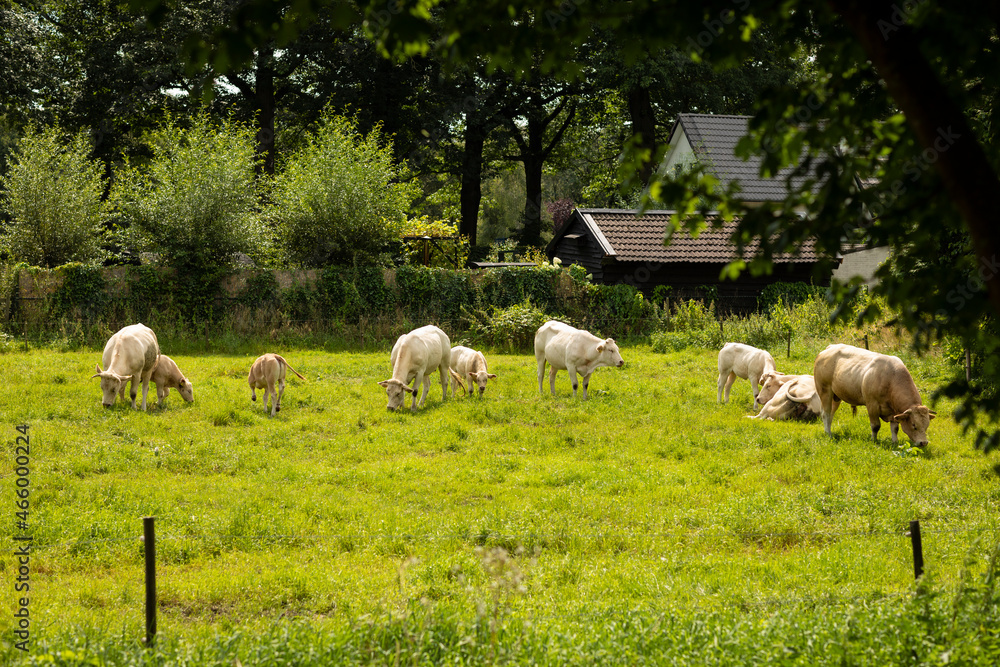 Fototapeta premium Group of beige cows and calves eating, grazing grass on a grass field surrounded by trees and greenery in a rural area on the countryside in the Netherlands