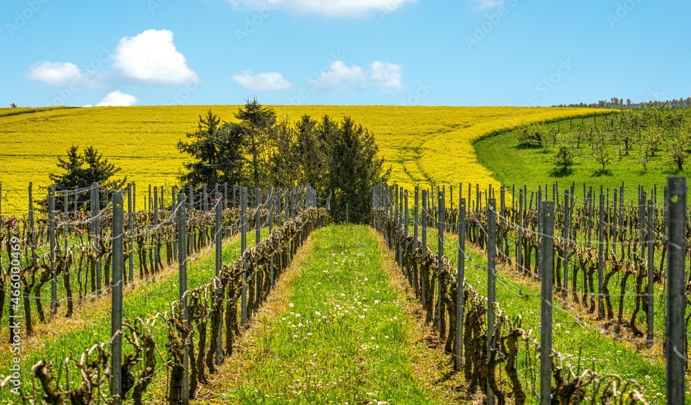 Fototapeta premium Frühlingslandschaft