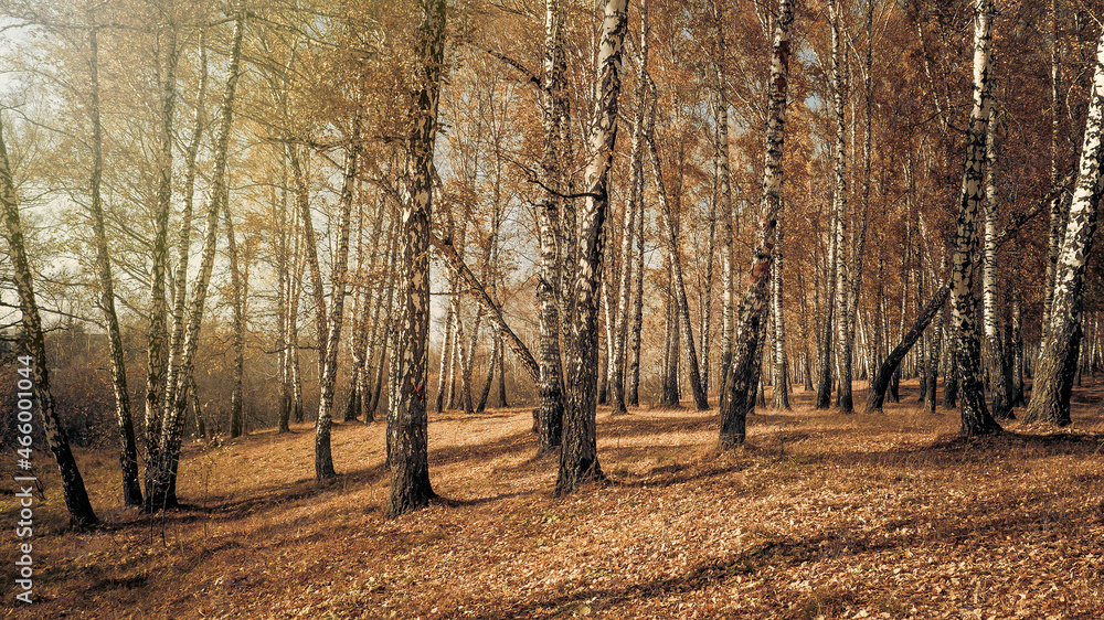 Autumnal Trees Landscape