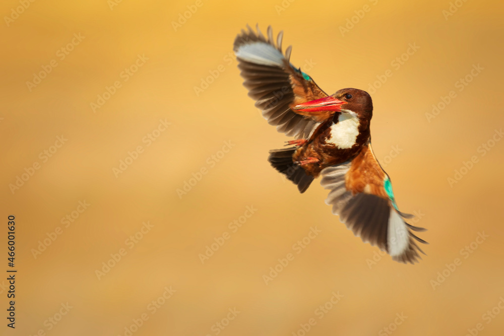 Fototapeta premium White throated Kingfisher. Yellow nature background. 