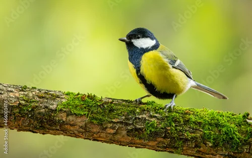 Obraz Bogatka zwyczajna Parus major 