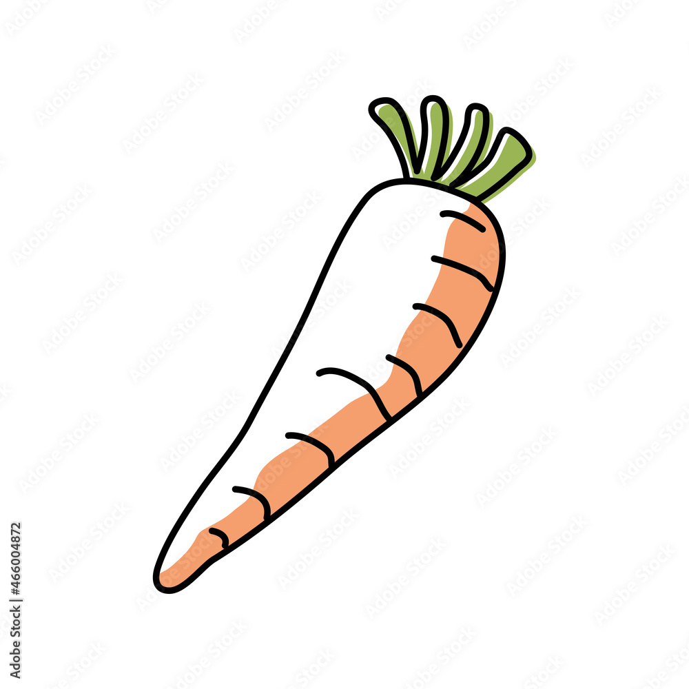 vegetable fresh carrot