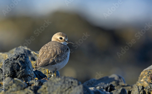 Greater Sand Plover (Charadrius leschenaultii), Greece photo