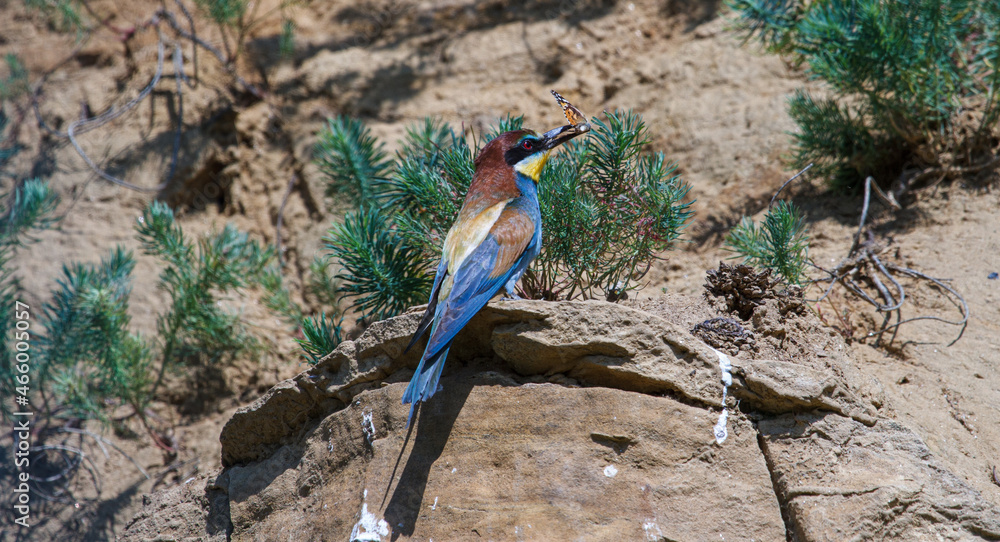 Bee-Eater in Romania