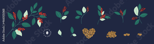 Set of vector branches of coffee tree or plant with leaves and ripe red berries. Roasted coffee beans. Isolated illustration for logo, poster, menu. Specialty cafe, packaging design elements, print