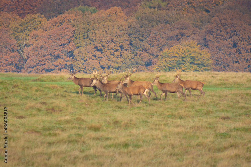 Deers in the field Deers in the field