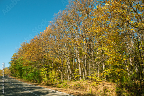 Asphalt road against a background of yellow-green trees and blue sky.