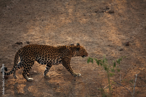 The African leopard (Panthera pardus pardus) male have walking on the dry sand. Hunting African Leopard with open mouth.