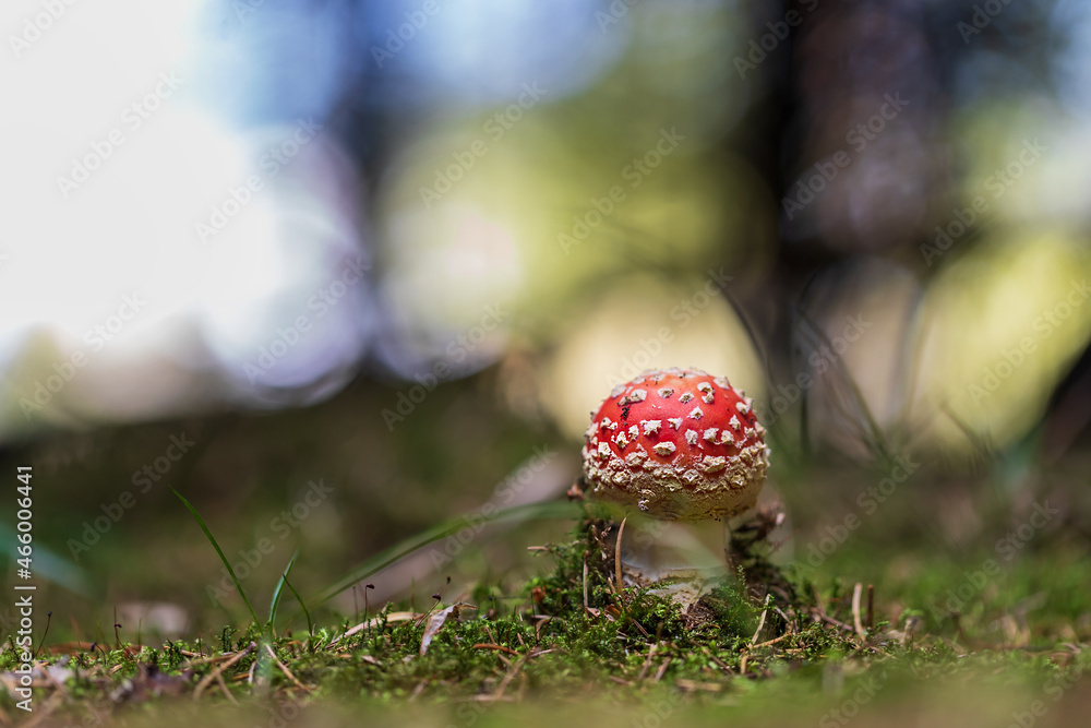 Poisonous mushroom Red toadstool - Amanita muscaria growing in the forest in the green grass. The sponge has a red hat with white dots. Poisonous mushroom Red toadstool - Amanita muscaria growing in the forest in the green grass. The sponge has a red hat with white dots.