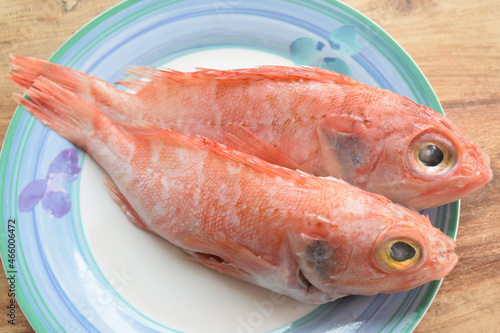 fresh raw scorpionfishes photo