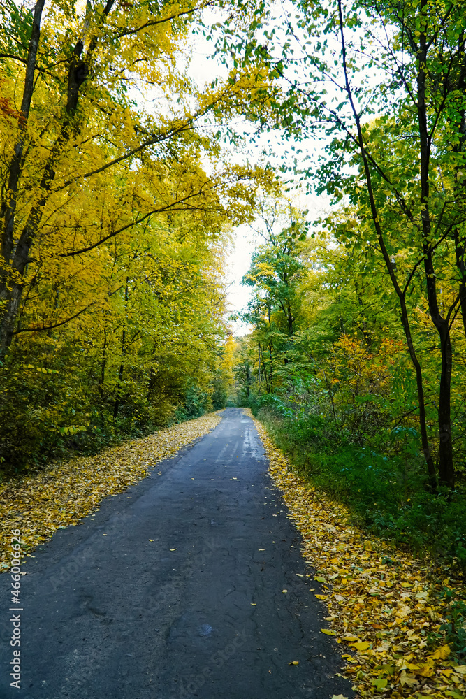 autumn road, yellow green forest, colored autumn, autumn landscape, colored mountain 