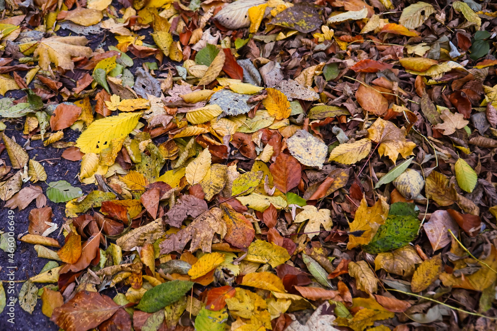 autumn leaves on the ground, multicolored leaves , autumn background, autumn texture , fallen leaves 