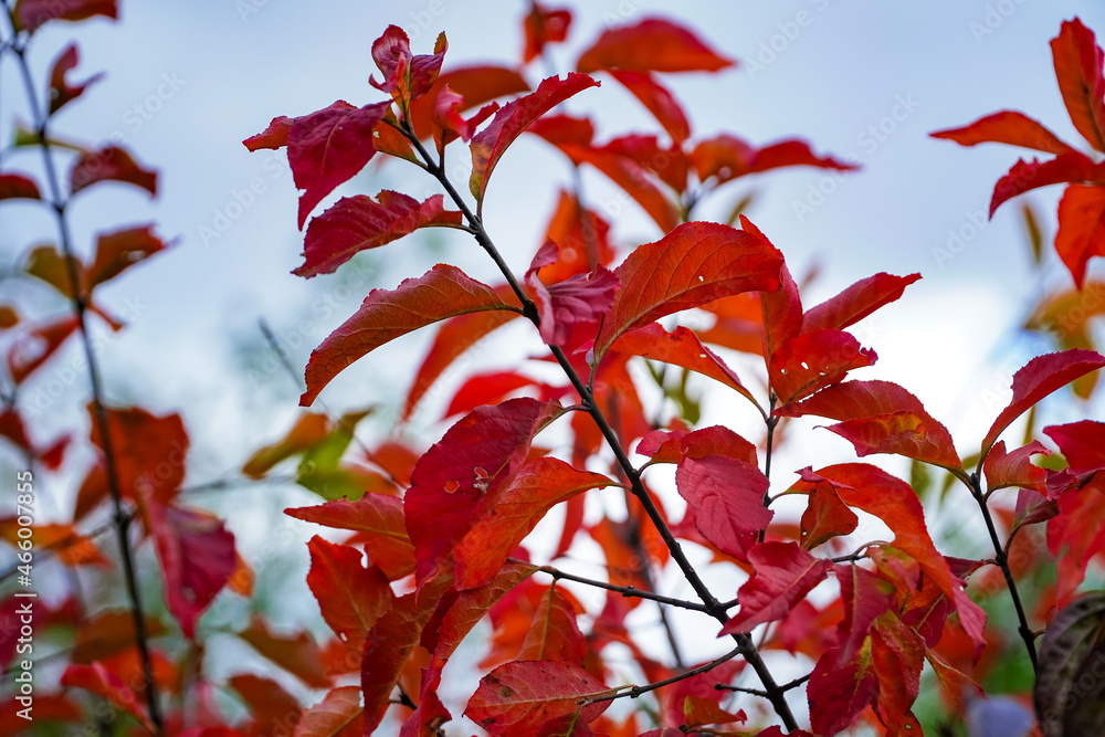 Autumn colors, red leaves, bright autumn, autumn background 