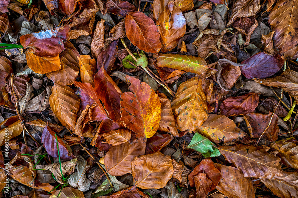 feuilles mortes sur le sol en automne
