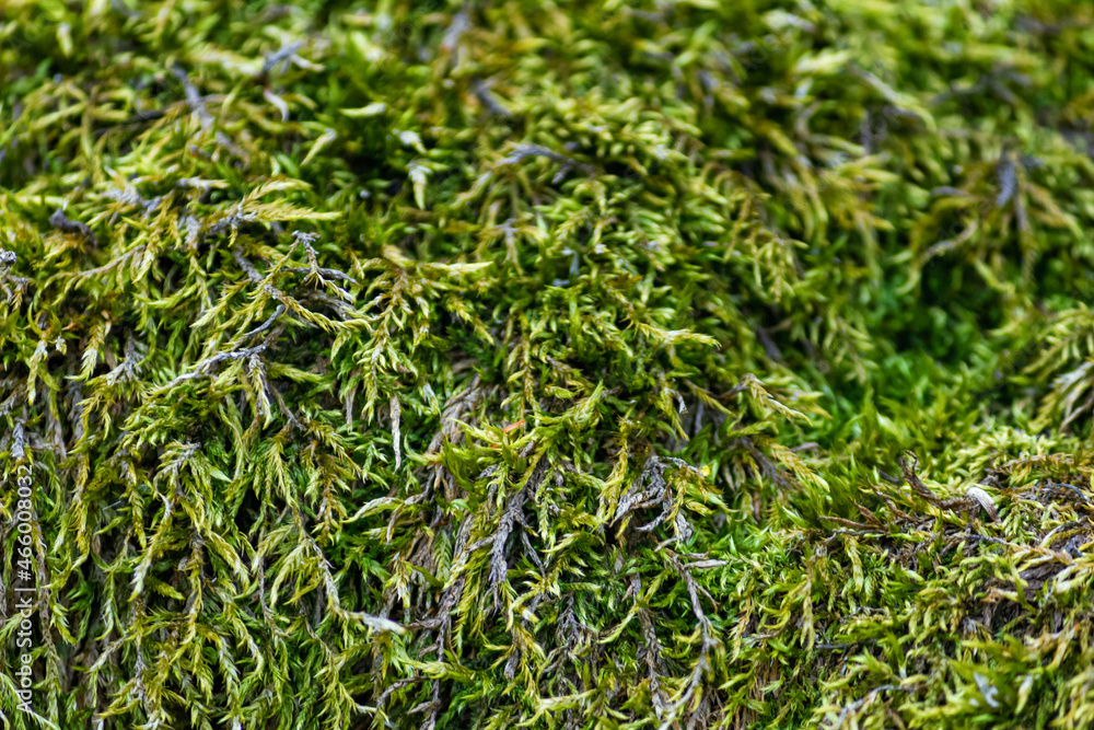 Green plant background - view of the moss in spring forest. Horizontal background close-up Green plant background - view of the moss in spring forest. Horizontal background close-up