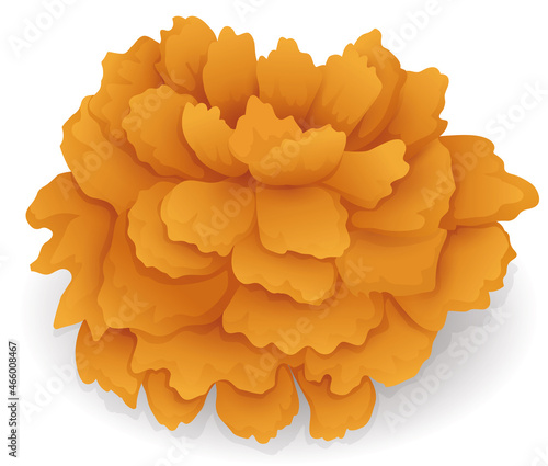 Isolated marigold or cempasuchil flower, Vector illustration photo