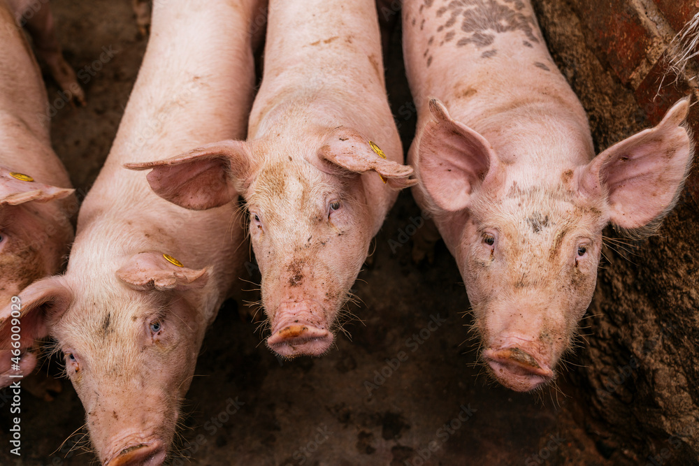 Three dirty pink pigs in a farm Three dirty pink pigs in a farm