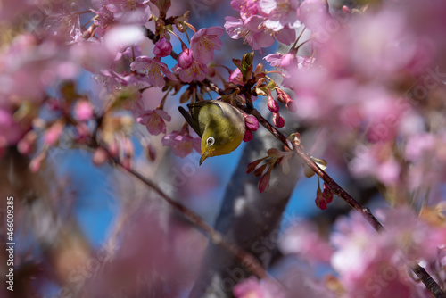 桜とメジロ
