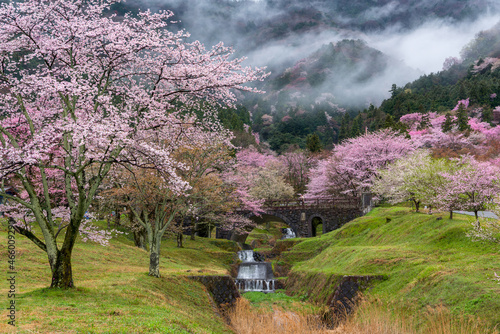 朝霧と桜